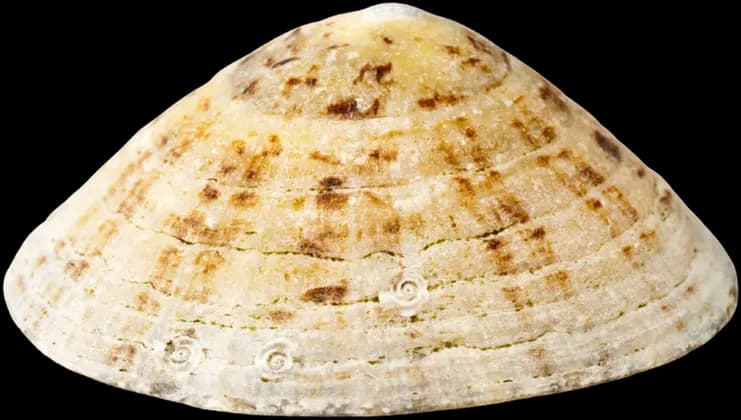 Bernic (coquillage)